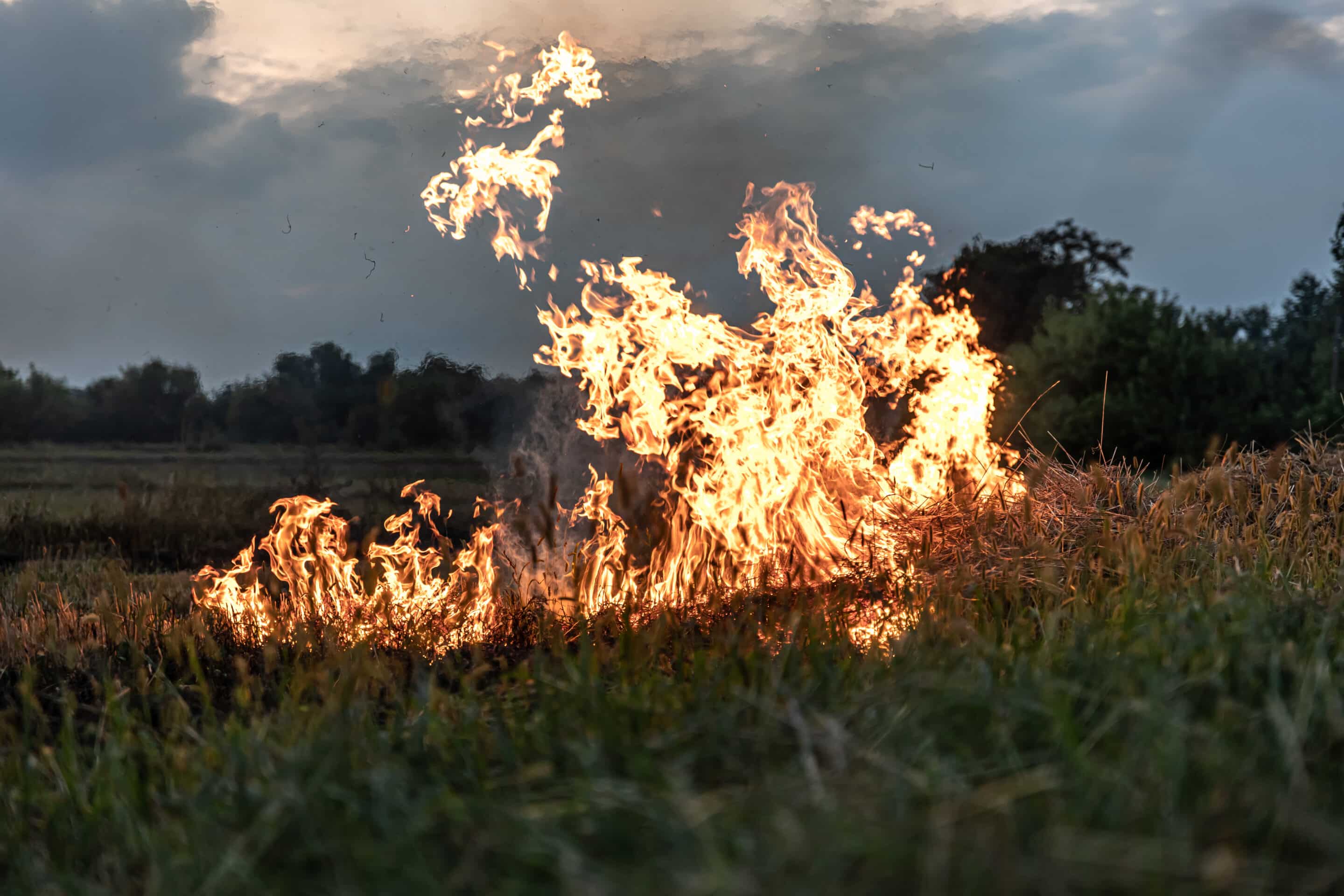 A fire burns in a field with dry grass. feu de foret